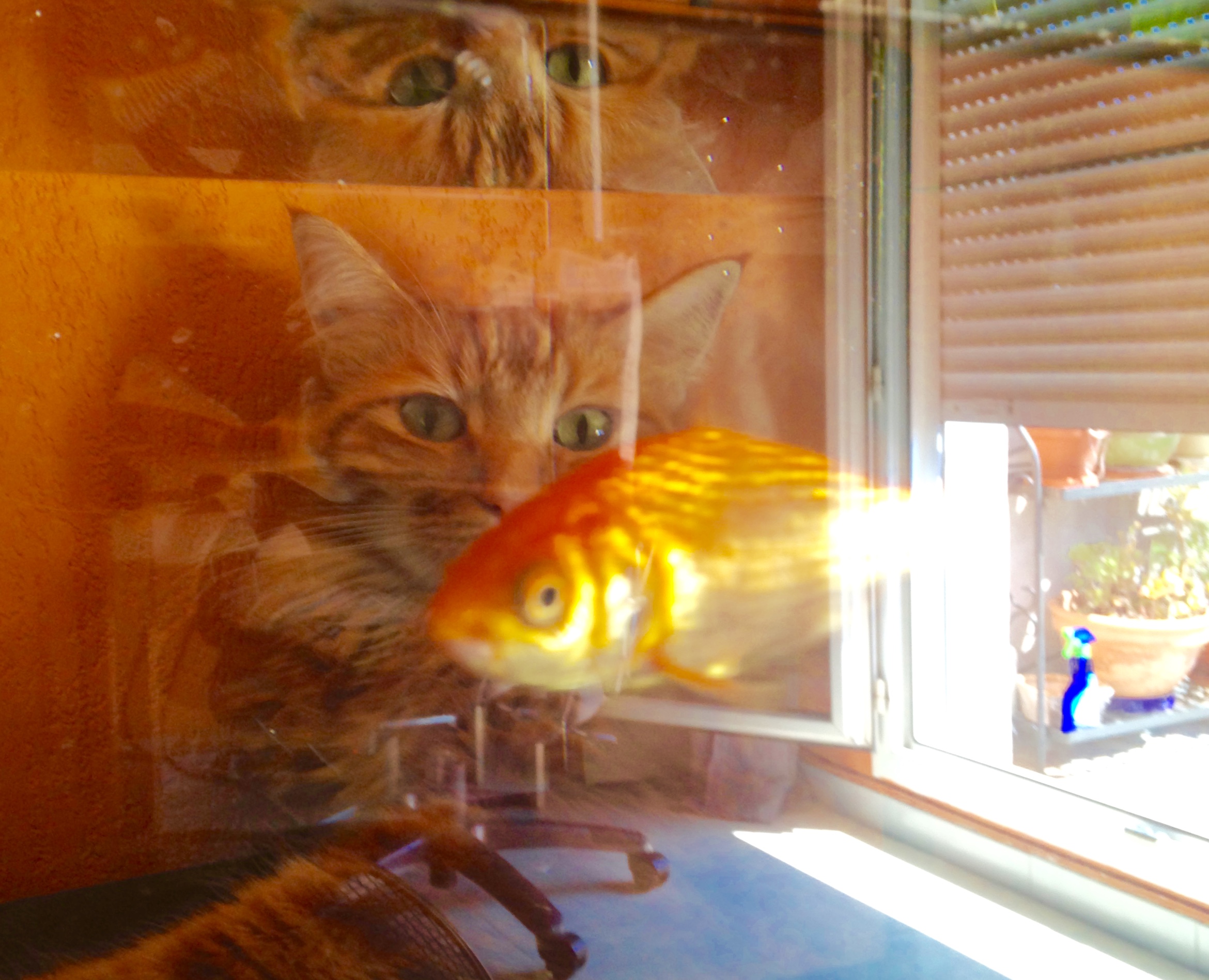 Photo d'un chat et d'un poisson rouge. 